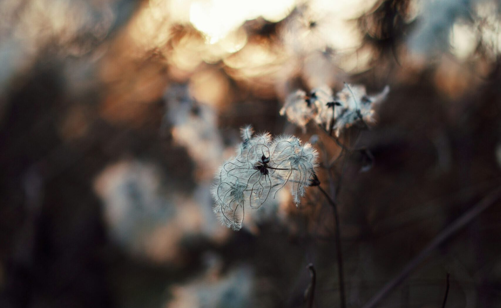 Blumen im Winter Blumen im Winter